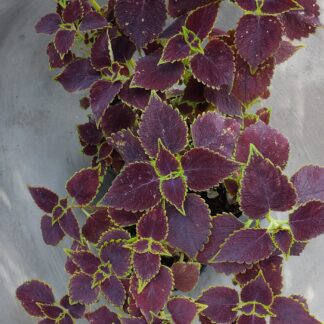 Coleus