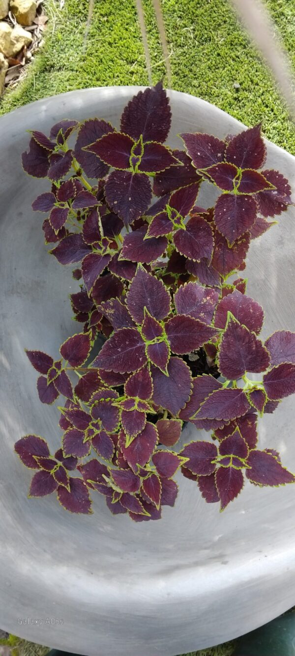 JPEG_20260602_120142_8651648200980847645-scaled.jpg Coleus