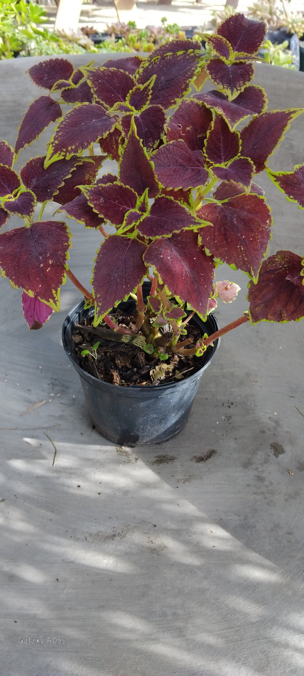 Coleus - Image 2