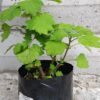 JPEG_20260602_144218_987899908430817848-scaled.jpg Plectranthus Grandidentatis