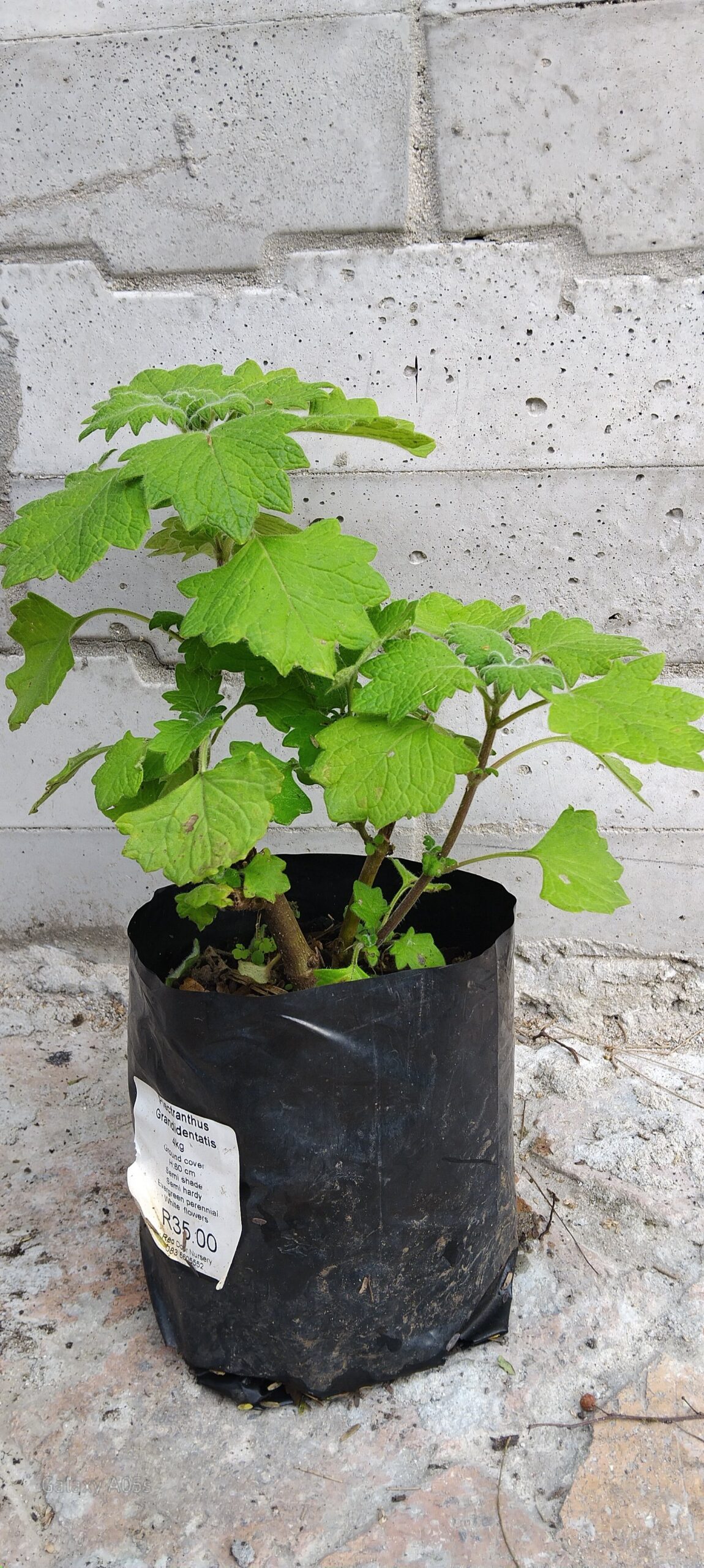 Plectranthus Grandidentatis - Image 2