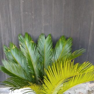 Sago Palm Large