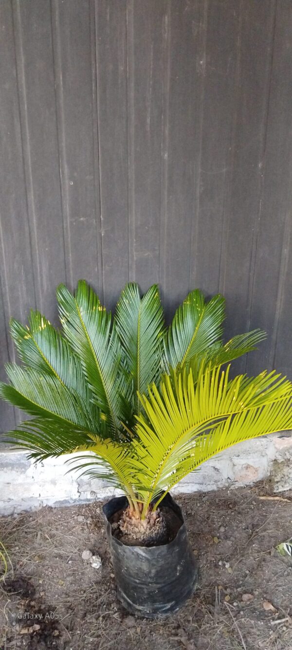 Sago Palm Large