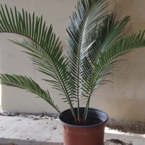 JPEG_20260605_150119_5127119849874995262-scaled.jpg Sago Palm Small