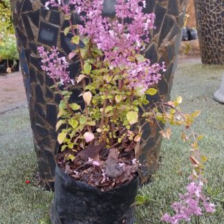 Plectranthus chimanimaniensis