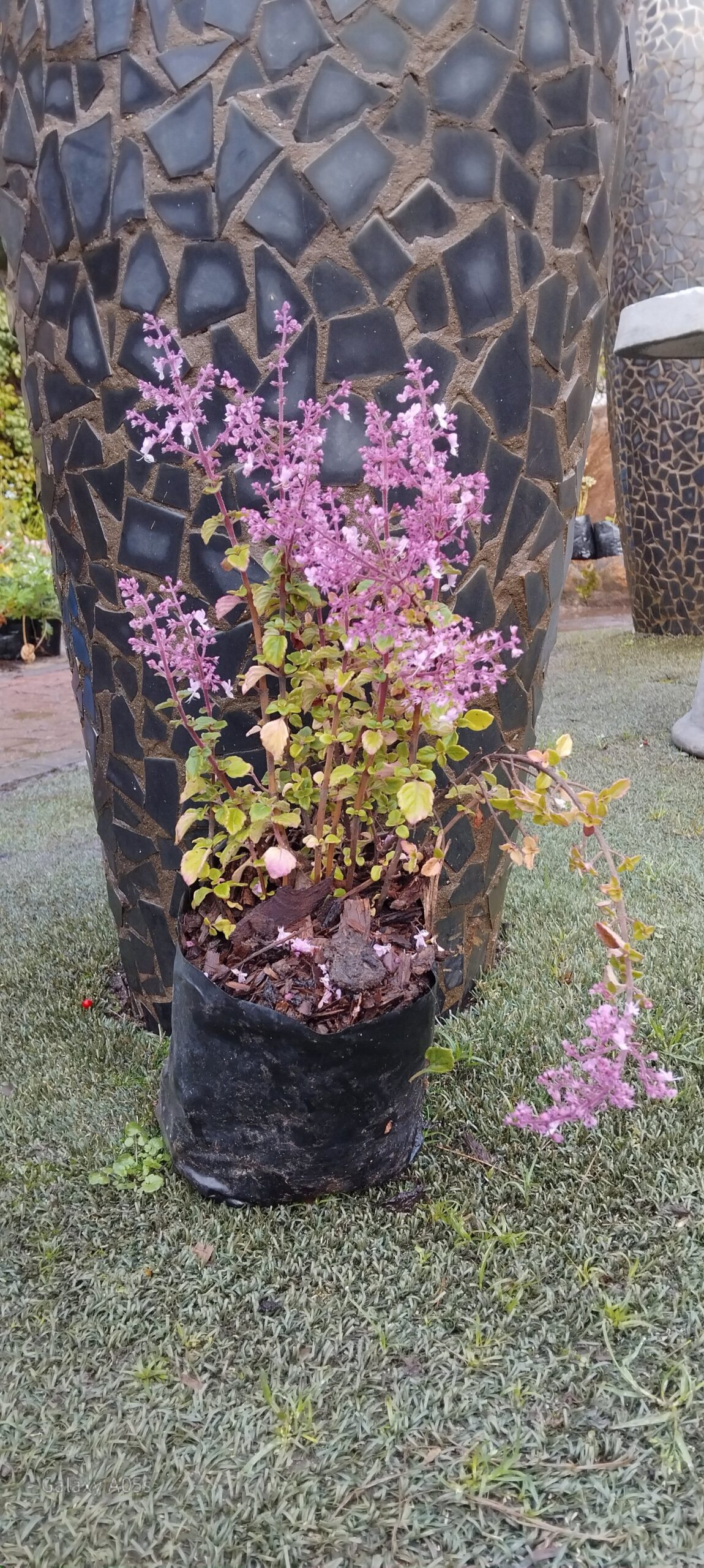 Plectranthus chimanimaniensis