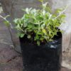 Helichrysum Petiolare
