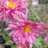 Chrysanthemum pink (long stem)