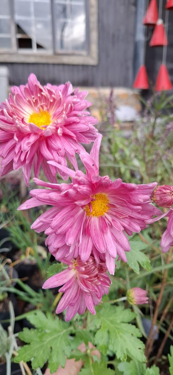 Chrysanthemum pink (long stem)