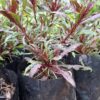 Gaura Pink