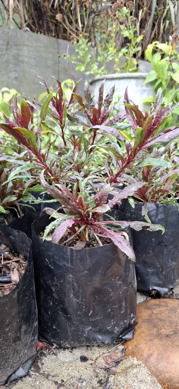 Gaura Pink