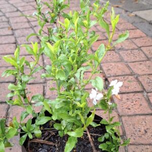 JPEG_20260608_144607_4206770493916385089-scaled.jpg Plumbago (white)
