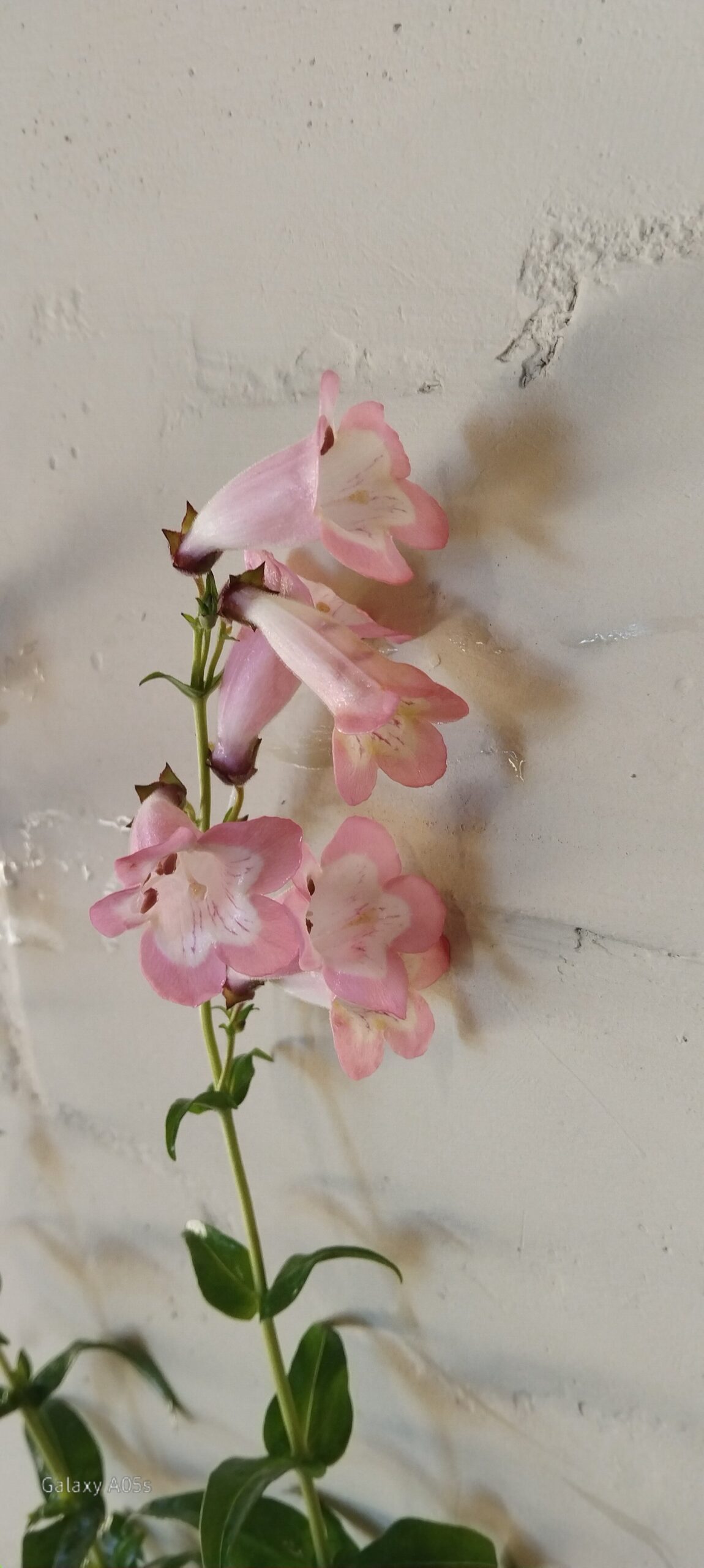 PENSTEMON - Blush Pink - Image 2