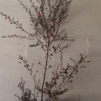 LEPTOSPERMUM SCOPARIUM Tea Bush