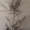 LEPTOSPERMUM SCOPARIUM Tea Bush