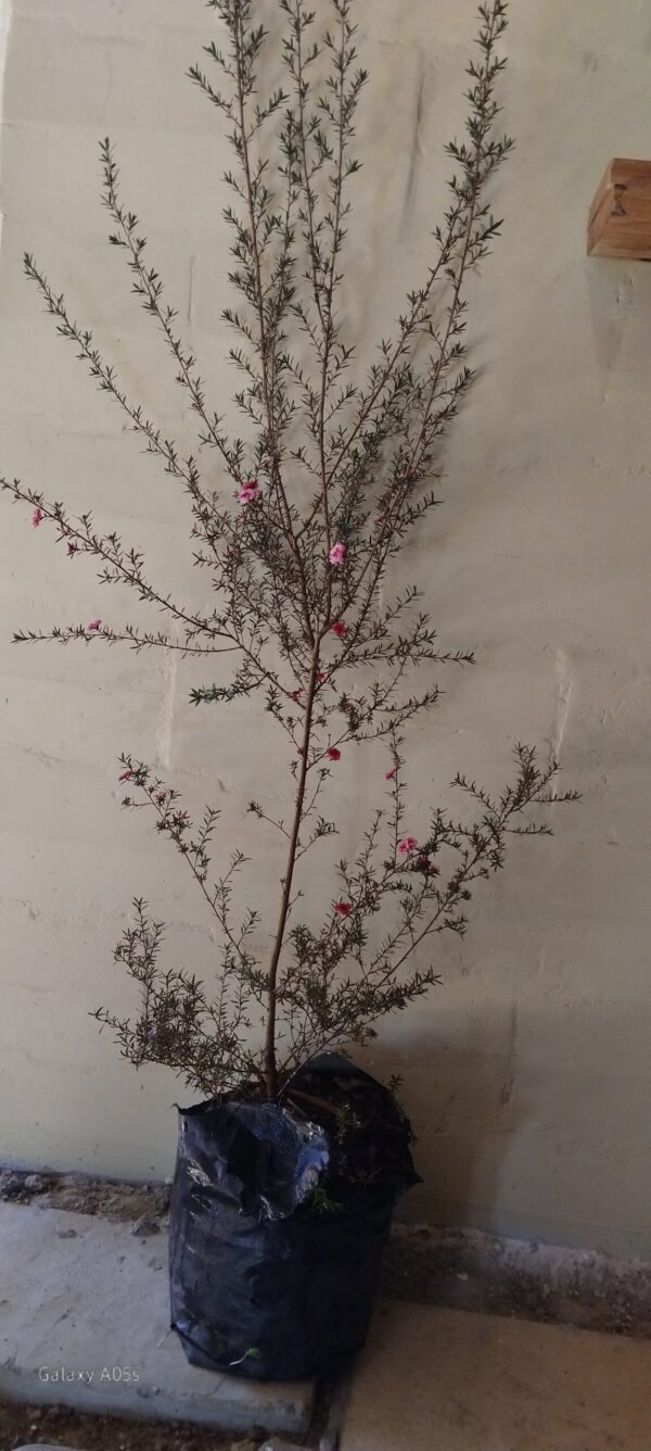 LEPTOSPERMUM SCOPARIUM Tea Bush