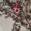 LEPTOSPERMUM SCOPARIUM Tea Bush