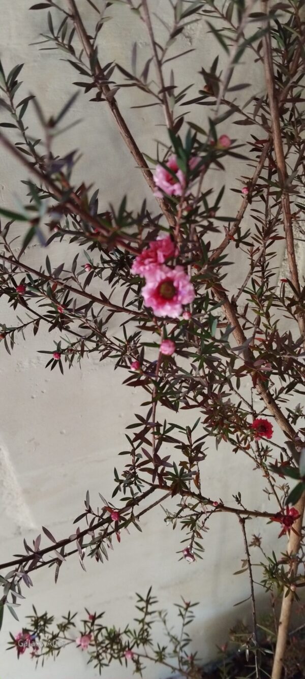 LEPTOSPERMUM SCOPARIUM Tea Bush