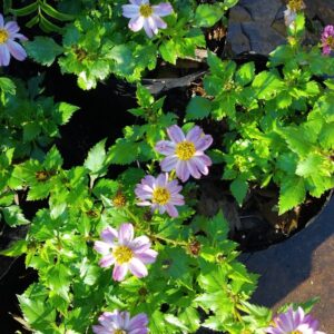 JPEG_20260609_095800_4340447783143316422-scaled.jpg BIDENS FERULIFOLIA Pretty in Pink