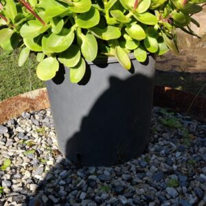 JPEG_20260609_100915_8605267285441885251-scaled.jpg Crassula Multicava