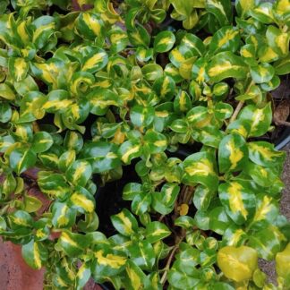 Coprosma Repens Picturata