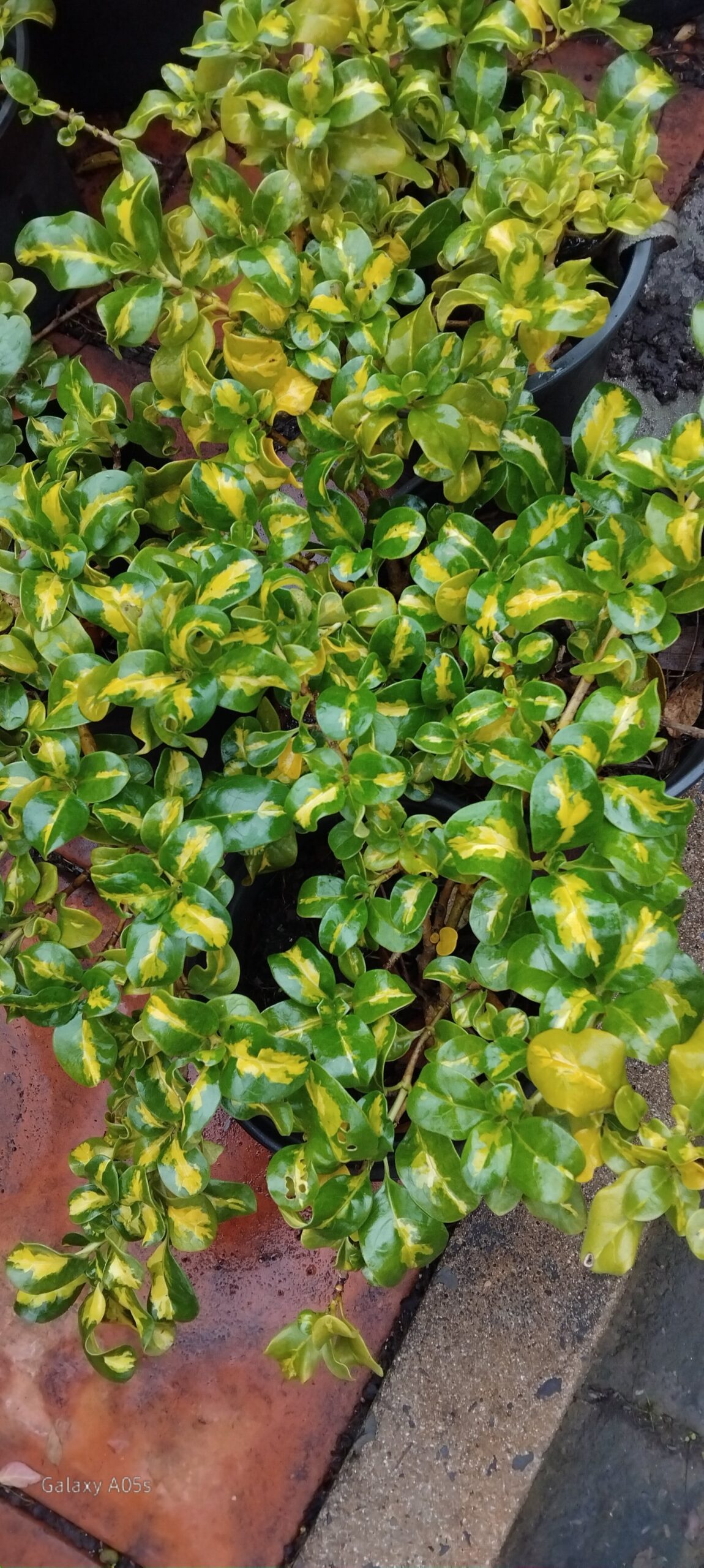 Coprosma Repens Picturata