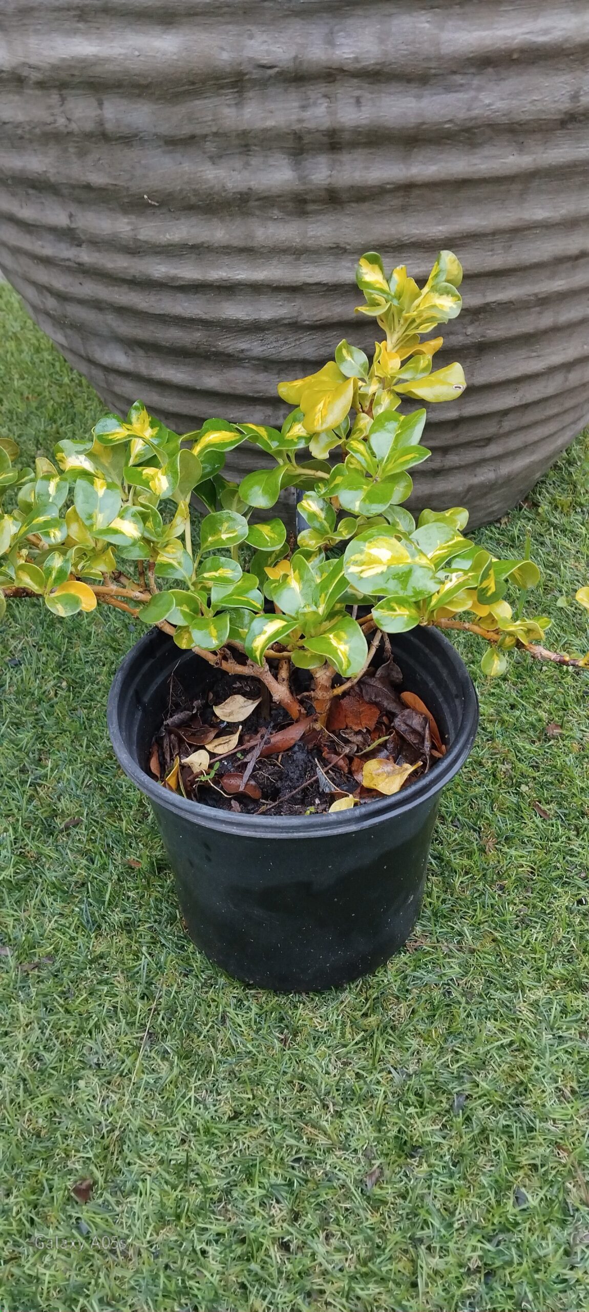 Coprosma Repens Picturata - Image 2