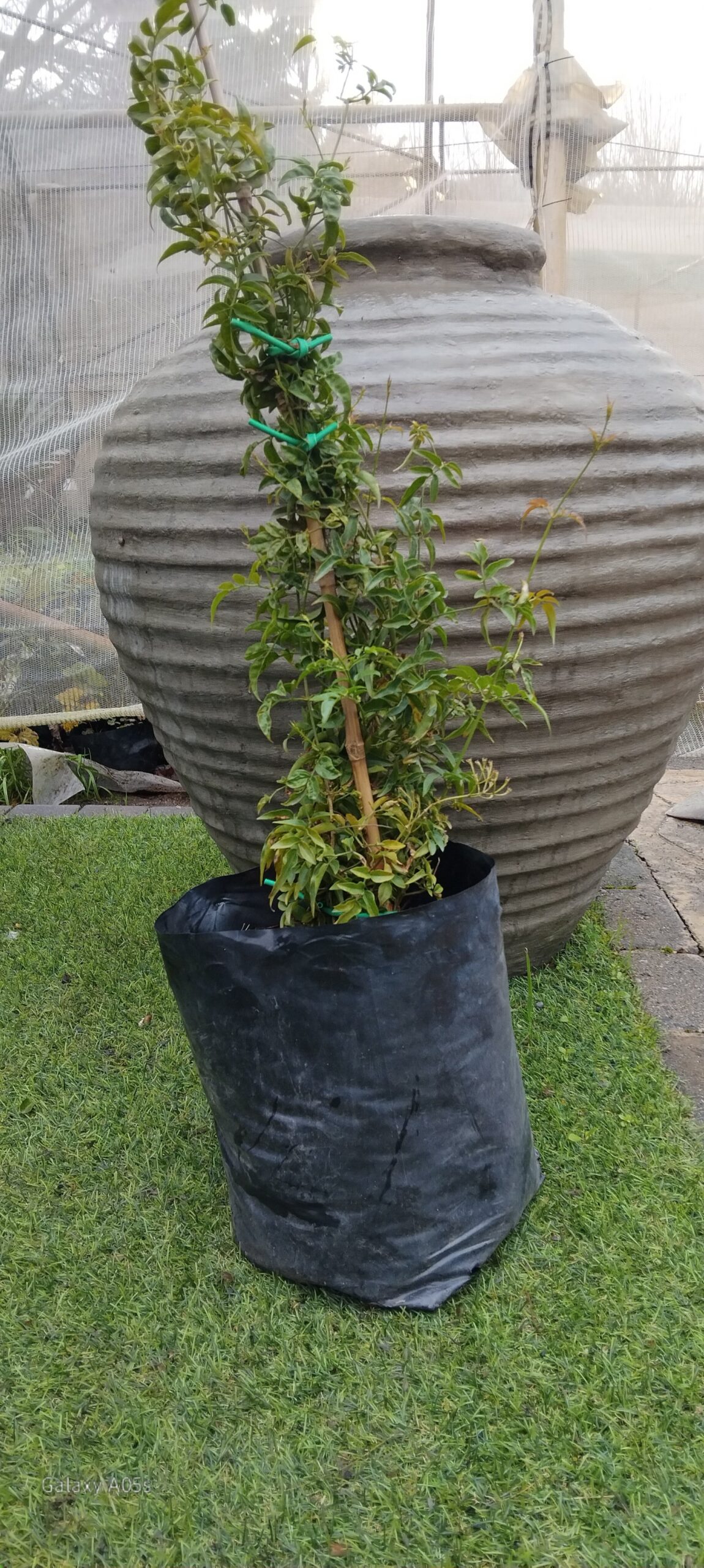 JASMINUM POLYANTHUM Jasmine 10kg - Image 2