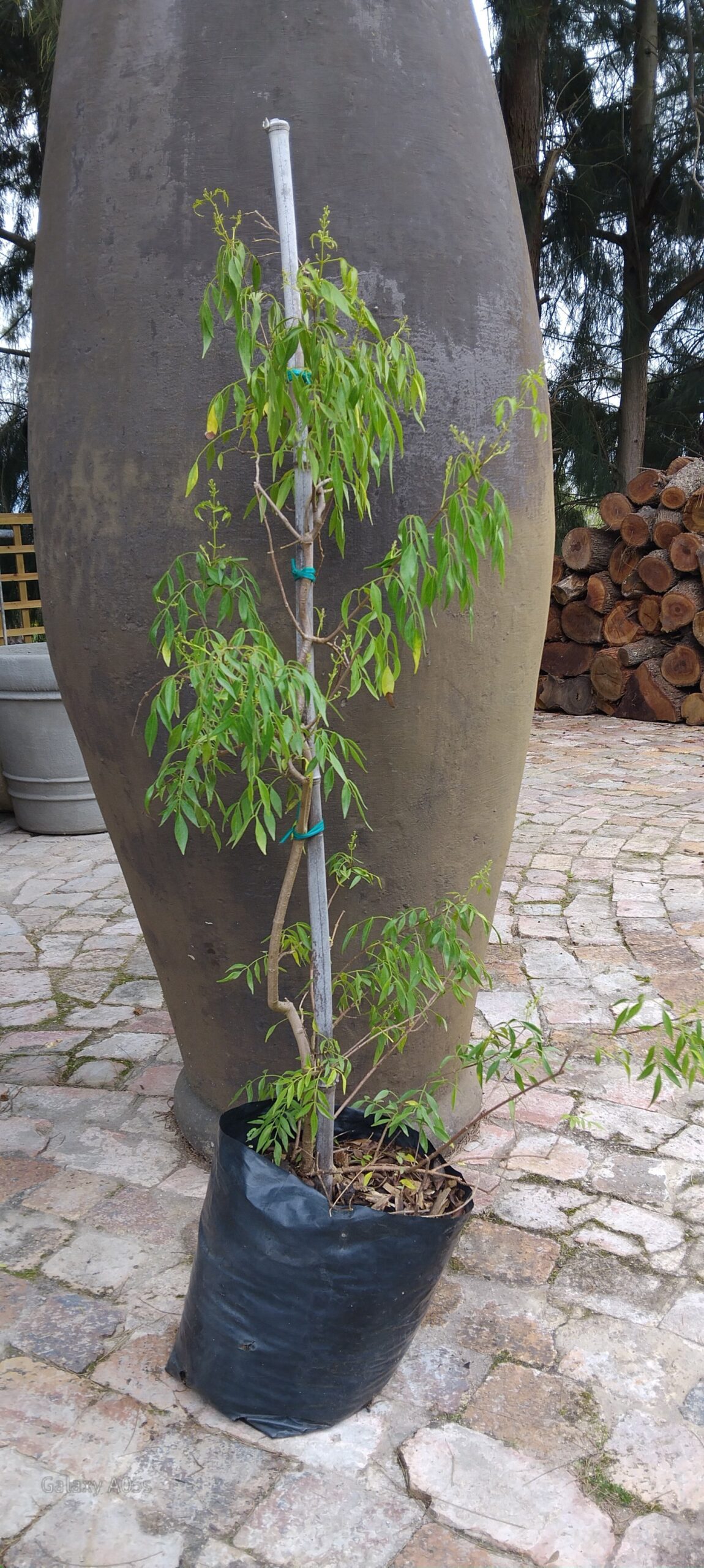 Pandorea Pandorana (Wonga-Wonga vine) - Image 2