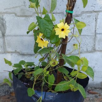 Black-Eyed Susan Vine (Thunbergia alata)