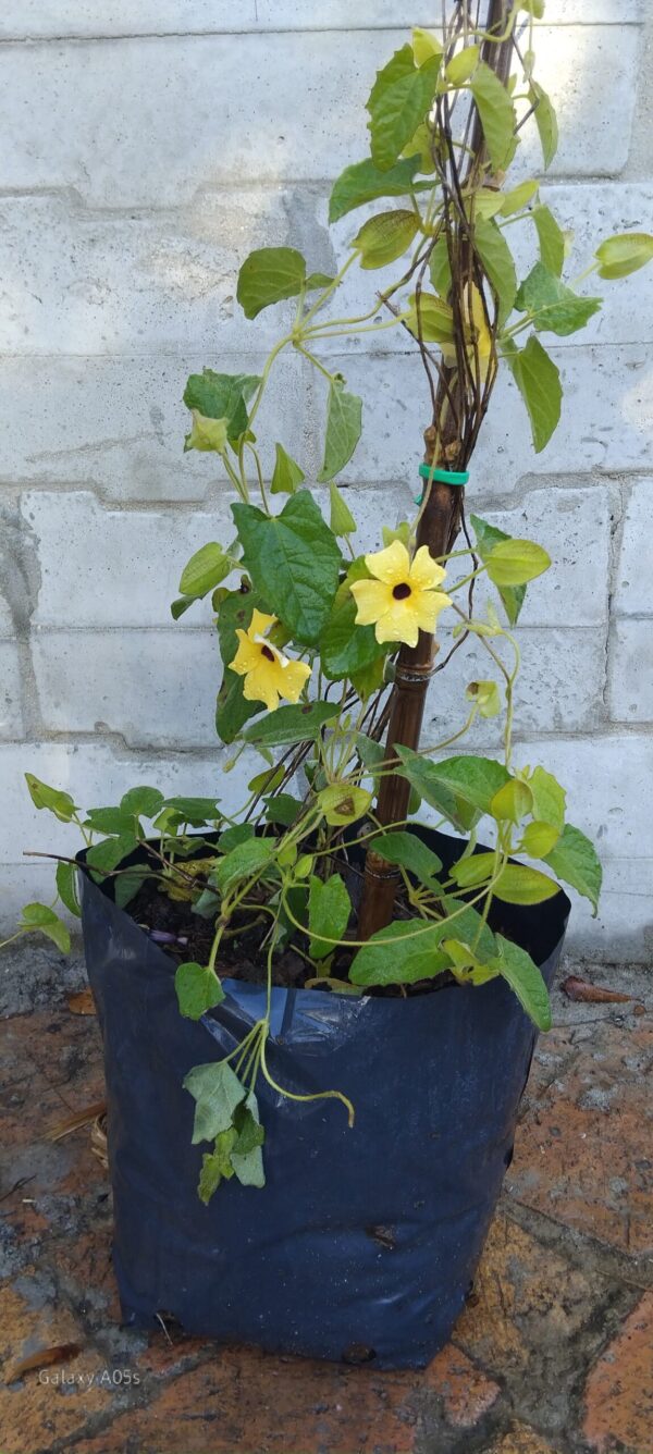JPEG_20260615_090206_8676870262803713436-scaled.jpg Black-Eyed Susan Vine (Thunbergia alata)