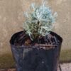 JPEG_20260617_090103_3225871411179095432-scaled.jpg Santolina (Lavender-Cotton)