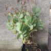 JPEG_20260622_123412_2995113909642806775-scaled.jpg KALANCHOE FEDTSCHENKOI