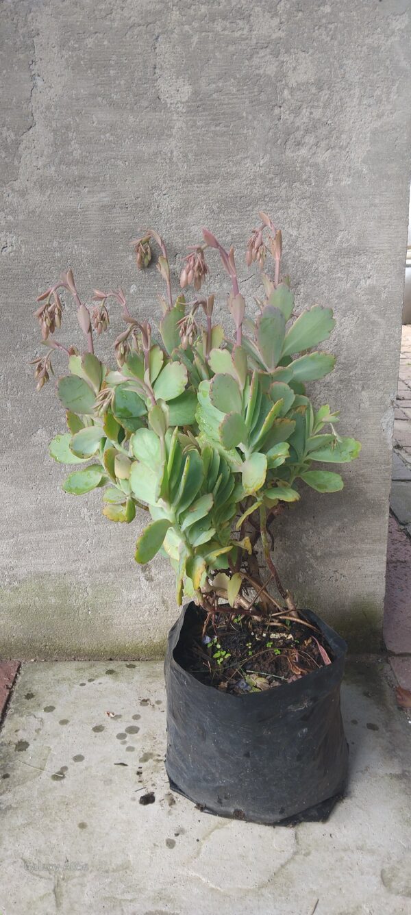 JPEG_20260622_123412_2995113909642806775-scaled.jpg KALANCHOE FEDTSCHENKOI