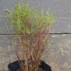 JPEG_20260622_134953_1915326989131275644-1-scaled.jpg POGONATHERUM PANICEUM Panda Grass