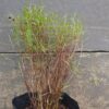 JPEG_20260622_134953_1915326989131275644-1-scaled-1 POGONATHERUM PANICEUM Panda Grass