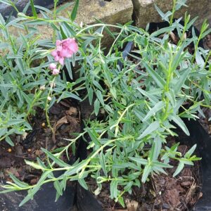 Diascia Integerrima