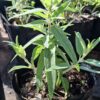 Salvia Leucantha Mexican Sage Dark Purple