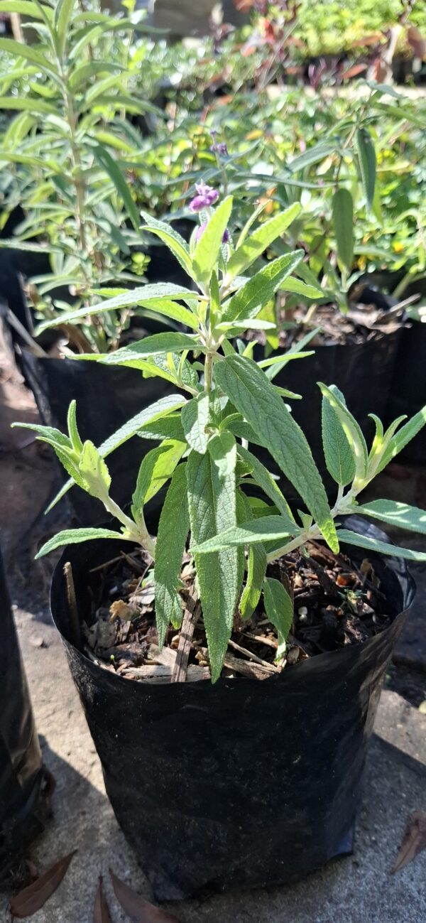 Salvia Leucantha Mexican Sage Dark Purple