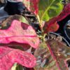 JPEG_20260630_125519_8481115138153594918-scaled.jpg Croton Excellence