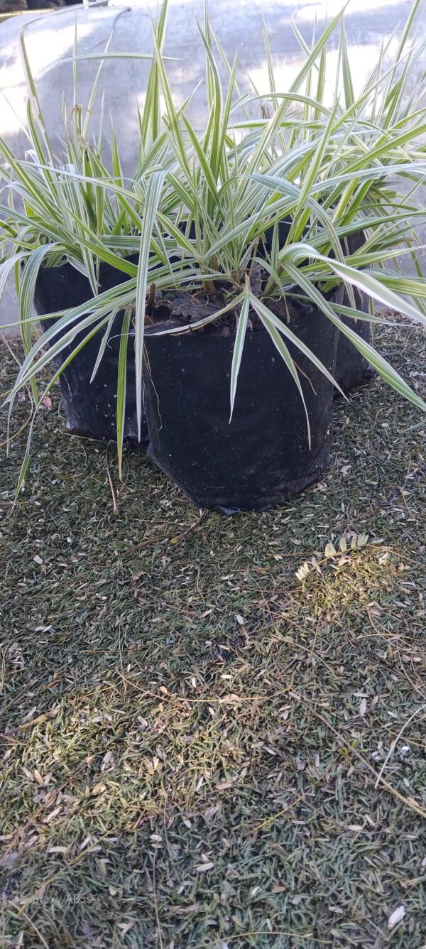 Phalaris Arundinacea (Ribbon Grass)