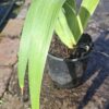 JPEG_20260714_130957_5686612243667305710-scaled.jpg Iris Confusa