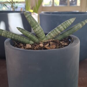Sanseviera Cylindrica