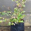 Abelia Grandiflora Francis Mason 10L