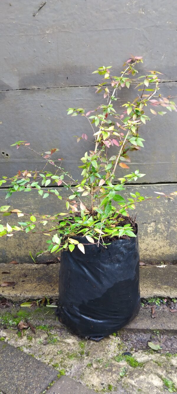 Abelia Grandiflora Francis Mason 10L