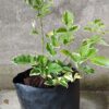 Pandorea jasminoides