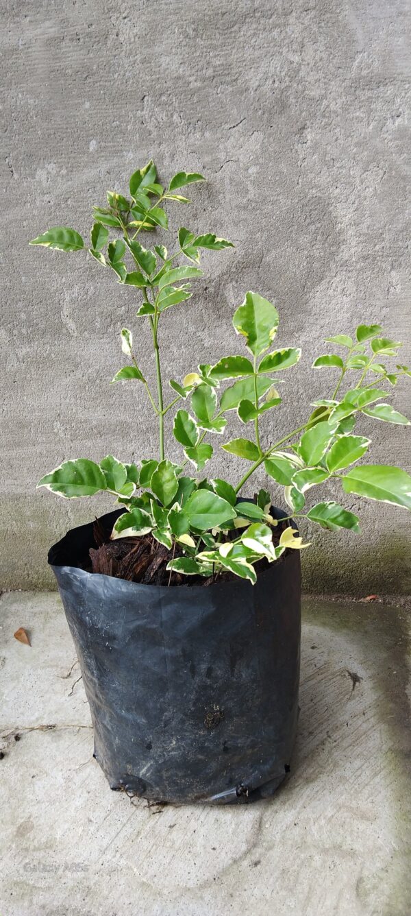 Pandorea jasminoides