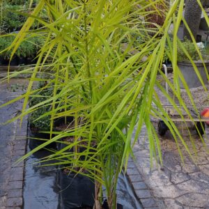 JPEG_20260723_112746_4932005352834683521-scaled.jpg Queen Palm (Syagrus Romanzoffiana)20L