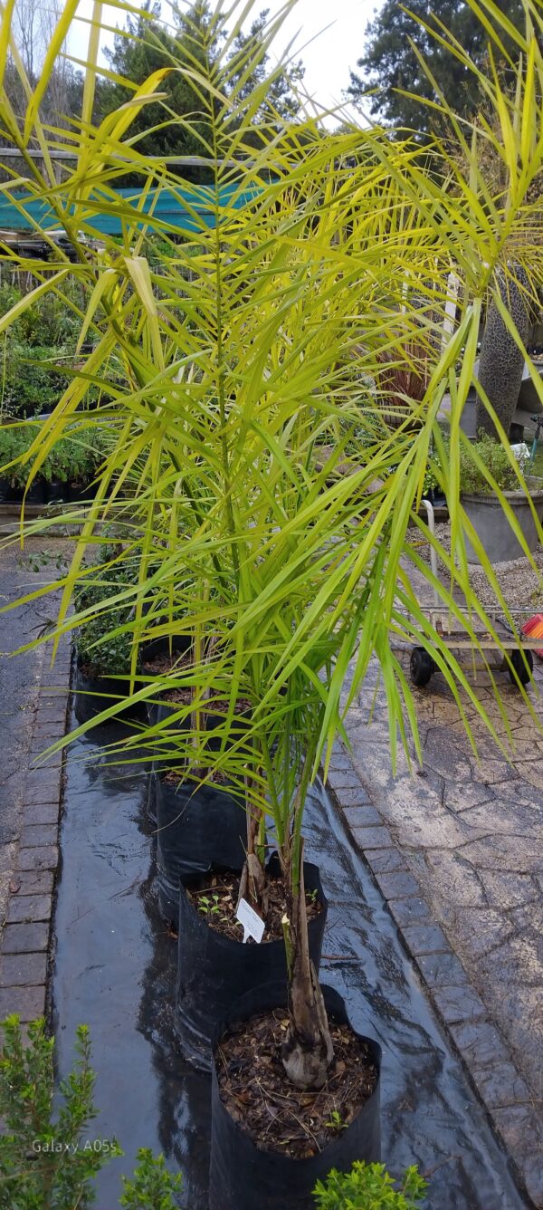 JPEG_20260723_112746_4932005352834683521-scaled.jpg Queen Palm (Syagrus Romanzoffiana)20L