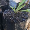 Comfrey Symphytum 15cm